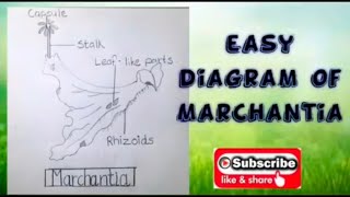 How to draw marchantia diagram easily [upl. by Hajin]