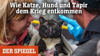 Tierleid in der Ukraine Wie Katze Hund und Tapir dem Krieg entkommen  DER SPIEGEL [upl. by Nalrah]