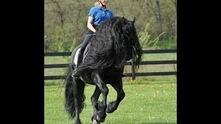 GRIPPING VIDEO Friesian Stallion Frederik the Greats Tribute to his Trainer [upl. by Imarej]