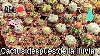 Día con los cactus 🌵🙂🐢 [upl. by Mccourt]