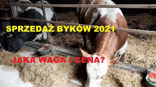 13 SPRZEDAŻ BYDŁA 2021 JAKA CENA I WAGA   1 [upl. by Esyle476]