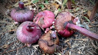 Overwintering Gladiola Bulbs [upl. by Allare]