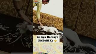 Pitbulli Kya Ho Gaya  😱 minivlog [upl. by Suiram28]