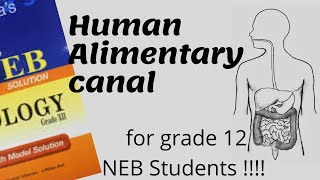 HUMAN ALIMENTARY CANAL Digestive System Explained for Grade 12 NEB STUDENTS [upl. by Einad]