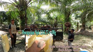 Pupuk NPK Pelangi 13627 Compound untuk meningkatkan produksi buah sawit Ahmad Suhada 7 Ha [upl. by Elletnwahs]