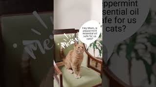 Is peppermint essential oil safe for cats [upl. by Kery938]