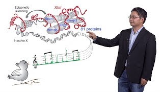 Howard Chang Stanford HHMI 2 LncRNA Function at the RNA Level Xist [upl. by Kline]