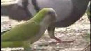 Monk Parakeets Quakers eating soil in New York City [upl. by Niwrek]