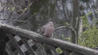 Mourning Dove male Coo Song and White Throated Sparrow Song in the Background unseen [upl. by Yellat526]