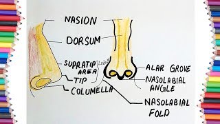 HOW TO DRAW PARTS OF NOSE [upl. by Ninerb]