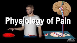 Physiology of Pain Animation [upl. by Ballou]