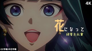 【藥師少女的獨語】藥師少女的獨語 主題曲OP 「花になって」緑黃色社會完整版CC字幕中日字幕 【4K】 [upl. by Emlin441]