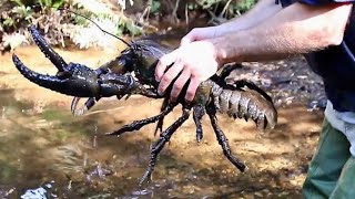 How To Catch GIANT RIVER CRAYFISH  Riverside Catch and Cook [upl. by Kevina]