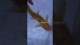 Albino Asian Redtail Catfish [upl. by Arika]