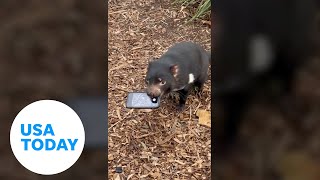 Tasmanian devil snatches phone that fell into its enclosure  USA TODAY [upl. by Schonthal]