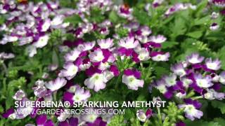 Superbena® Sparkling Amethyst [upl. by Hardy]