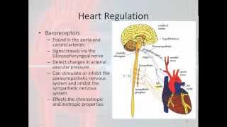 Basic Electrophysiology part 2  Mechanical Anatomy of the Heart part 2 [upl. by Loughlin]