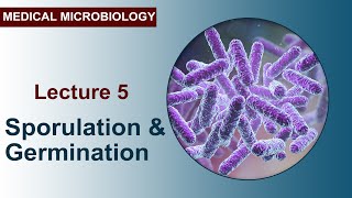 Lecture 5  Sporulation and Germination [upl. by Godfrey]