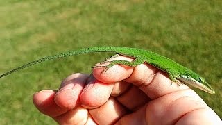 Friendly Green Anole Lizard [upl. by Anyt]