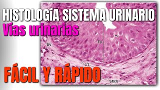 Histología del Sistema Urinario FÁCIL Y RÁPIDO [upl. by Rehpitsirhc]