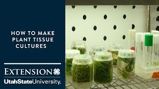 How to Make Plant Tissue Cultures [upl. by Varney]