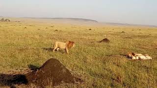 Male lions fighting on the Massai Mara [upl. by Tarah]