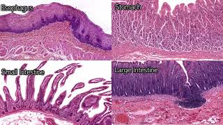 Digestive System Histology  Review and Practice [upl. by Sivi289]