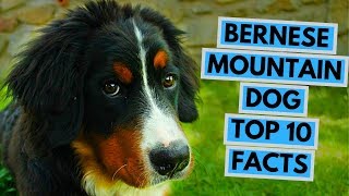 Bernese Mountain Dog  TOP 10 Interesting Facts [upl. by Yetac254]