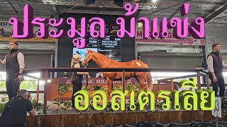 Magic Millions ประมูลม้าแข่ง ออสเตรเลีย [upl. by Sukramal]