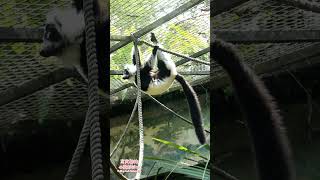 動物攝影 吊在繩子上的環尾狐猴 Ringtailed lemur hanging on a rope zoo animals nature [upl. by Anerol813]