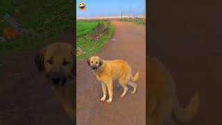 RiponAhmed1000🦴🦴🐕‍🦺🐕‍🦺Dog Dancing 😄 Dog Dance with the manviralvideo virulshorts bdcreator [upl. by Thurlow]