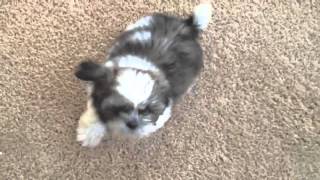 Shih Tzu puppy with kennel cough [upl. by Naejeillib604]