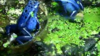 Dendrobates Azureus [upl. by Trovillion]