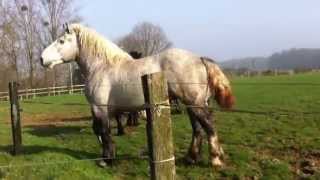 Étalons Percherons 3 ans  Mise à lherbe [upl. by Hanahsuar]