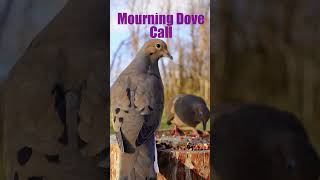 mourning dove call mourningdove nostalgia birdsounds nature wildlife nostalgic [upl. by Ecnadnac]