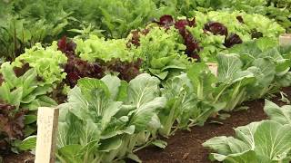 HOME GROWN An Australian Vegetable Garden [upl. by Margetts561]