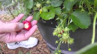 Harvesting gooseberries and some info about them [upl. by Yemiaj]