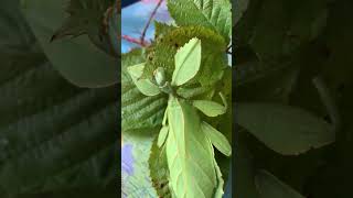 Cryptophyllium faulkneri Dong Giang 🇻🇳🙊 leaf insect from Vietnam phasmatodea [upl. by Ecineg]