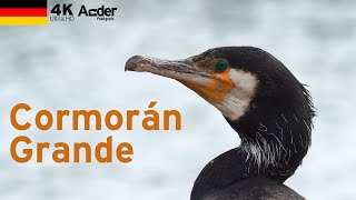 Cormorán grande  Aves silvestres de Alemania en 4K [upl. by Mad923]