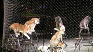 Ringling Bros  Tigers Lions [upl. by Radack]