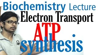 Electron transport chain and ATP synthesis [upl. by Northrop]