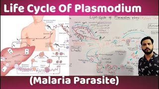 Life Cycle Of Plasmodium vivaxMalaria parasite [upl. by Critchfield]