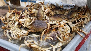 Crabbing the Oregon Coast GoPro in Crab Trap [upl. by Ierbua]