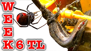 Redback Spider Killing Skink Week 6 Timelapse Educational Video [upl. by Kendell]