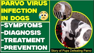 Understanding Canine Parvovirus CPV Infection in Dogs Symptoms Treatment and Prevention [upl. by Swinton505]