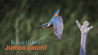 KINGFISHER JUMBO CATCH  Common Kingfisher captures prey [upl. by Cahan517]