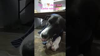 Danto Ki Safai Rocky ki doglover cuteanimal cuterocky 🦷🦷 [upl. by Fisoi]