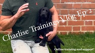 Training my working cocker puppy Vlog Ep2 [upl. by Etnoel]