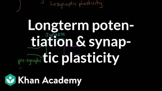 Long term potentiation and synaptic plasticity  Processing the Environment  MCAT  Khan Academy [upl. by Ilegna589]