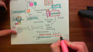 Homologous Recombination for Double Strand Breaks Part 4 [upl. by Irrol530]